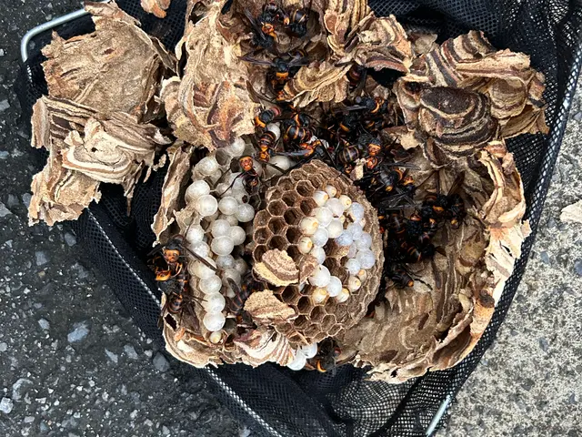蜂の巣駆除サービスの画像