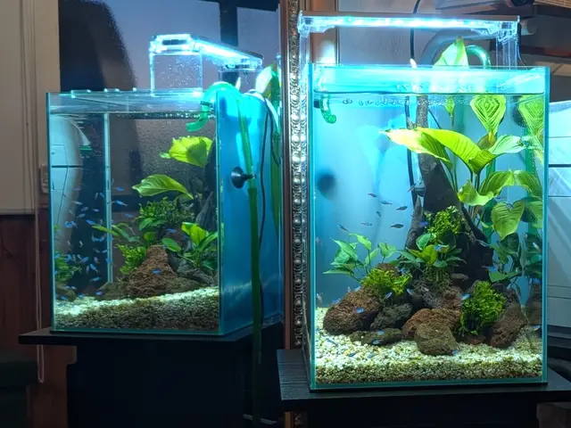 熱帯魚愛好家の夢を叶える！究極の水槽クリーニング！水槽レンタル！水槽メンテナンスサービスの画像