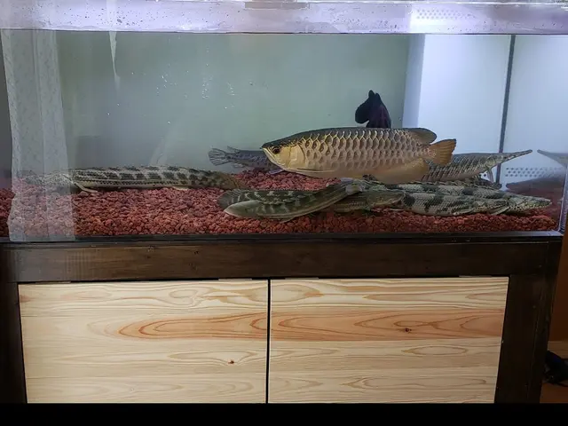 熱帯魚愛好家の夢を叶える！究極の水槽クリーニング！水槽レンタル！水槽メンテナンスサービスの画像