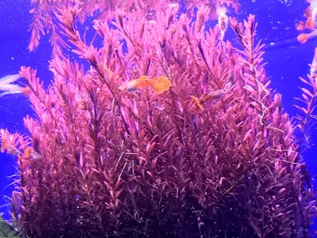 熱帯魚愛好家の夢を叶える！究極の水槽クリーニング！水槽レンタル！水槽メンテナンスサービスの画像