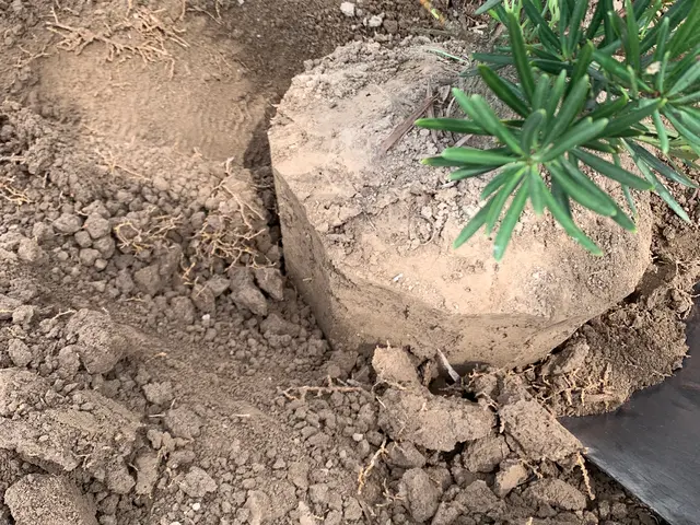 植木生産者の植栽・移植工事！造園施工管理技士が対応。サービスの画像