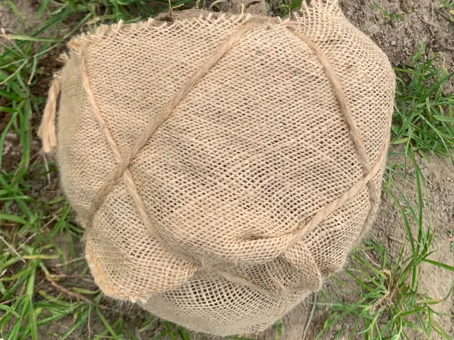 植木生産者の植栽・移植工事！造園施工管理技士が対応。サービスの画像