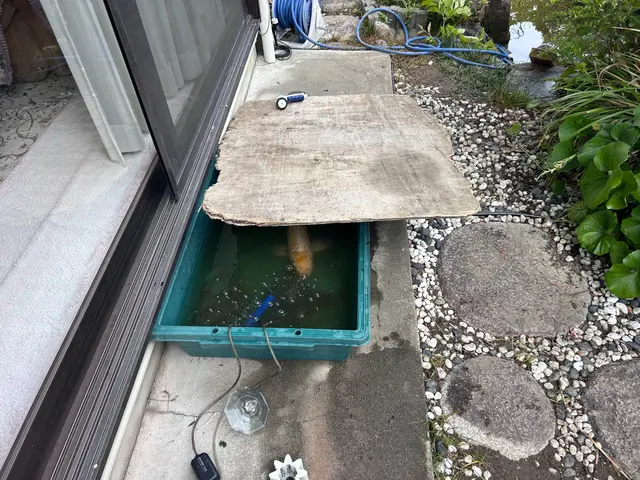 本業は植木屋　池のお掃除もお任せください！サービスの画像