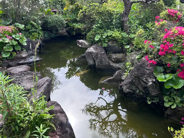 本業は植木屋　池のお掃除もお任せください！サービスの画像