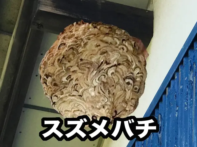 いわき市の蜂駆除サービスの画像