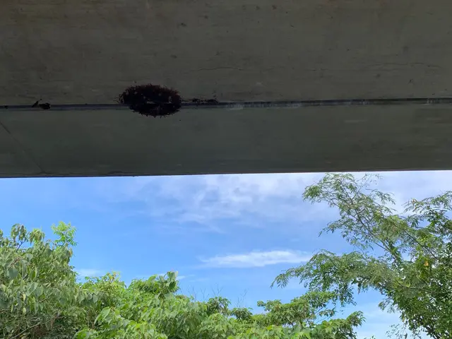 スズメバチ、、アシナガバチなど各種ハチの駆除に対応可能、点検から作業まで。サービスの画像