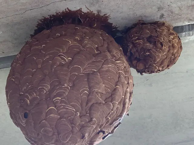 スズメバチ、、アシナガバチなど各種ハチの駆除に対応可能、点検から作業まで。サービスの画像