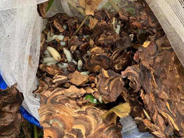 スズメバチ、、アシナガバチなど各種ハチの駆除に対応可能、点検から作業まで。サービスの画像