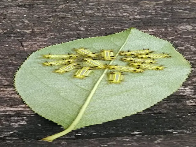 害虫の予防駆除【業歴25年の経験と実績】農薬管理指導士が適切に処置いたします。サービスの画像