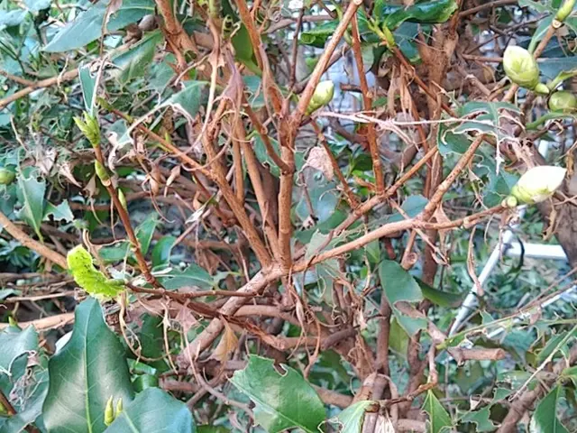 害虫の予防駆除【業歴25年の経験と実績】農薬管理指導士が適切に処置いたします。サービスの画像