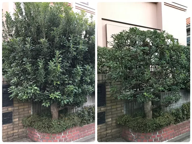 庭木の剪定から外構工事まで承っております♫  小さなお悩みでもお聞かせください☆サービスの画像