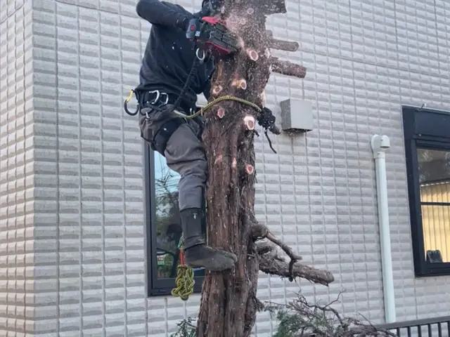 丁寧すぎる！？　植木の伐採・抜根は山本企画へ！サービスの画像