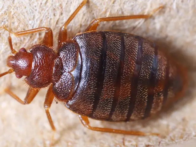 奥深くに隠れたトコジラミ（南京虫）を強力撃退！ペイペイOK！サービスの画像