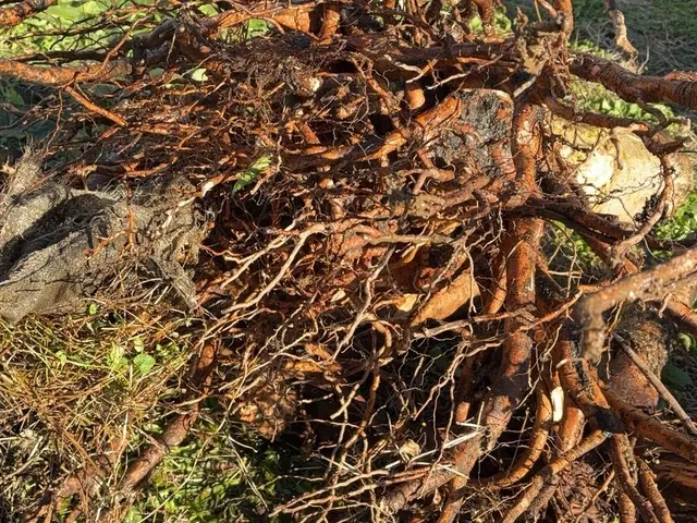 ツインビーサービスの画像