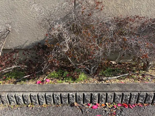 追加料金無し！大手不動産会社も信頼する丁寧・格安の手作業による草むしりサービスの画像