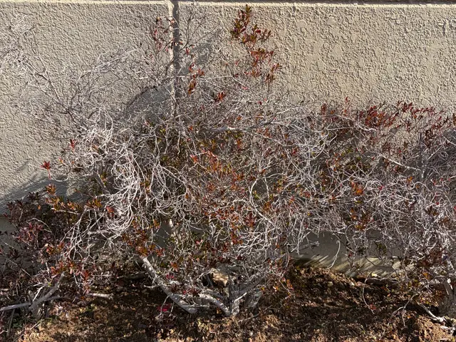 追加料金無し！大手不動産会社も信頼する丁寧・格安の手作業による草むしりサービスの画像