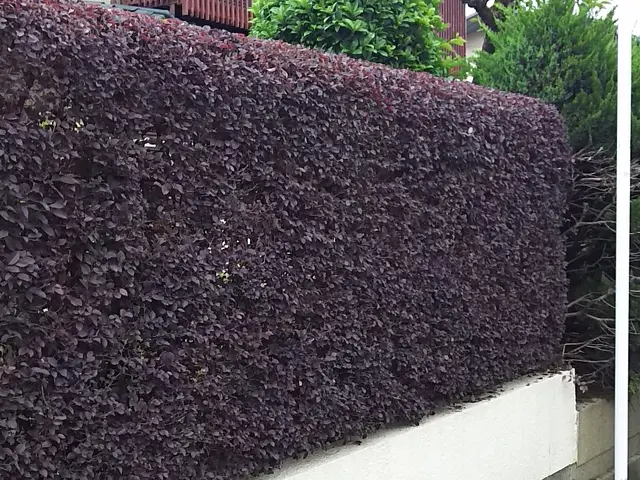 個人庭を中心に実務40年の一級造園施工管理士です。サービスの画像