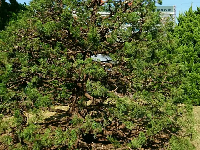 元、服飾デザイナー&東京都公園協会職員→自称【異色の庭師】がお庭の手入れをしますサービスの画像