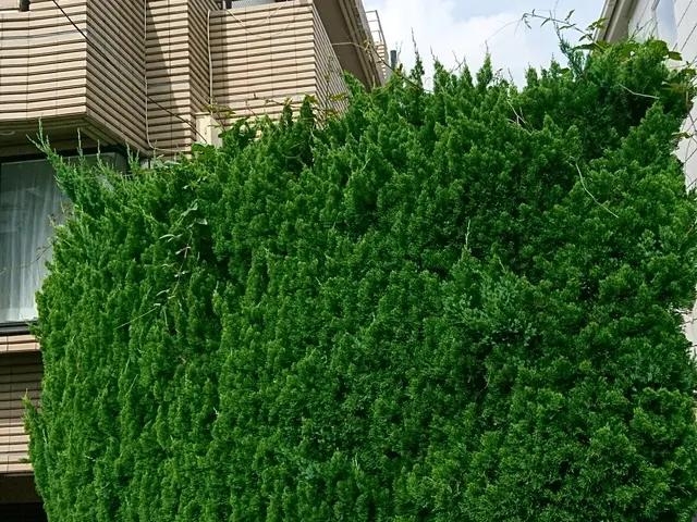 元、服飾デザイナー&東京都公園協会職員→自称【異色の庭師】がお庭の手入れをしますサービスの画像