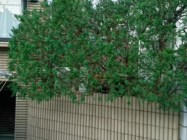 元、服飾デザイナー&東京都公園協会職員→自称【異色の庭師】がお庭の手入れをしますサービスの画像