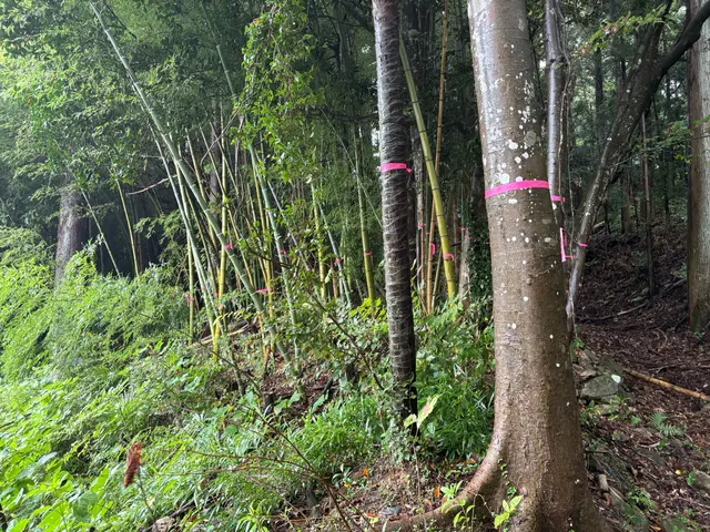 不用な木でお困りではないですか？サービスの画像