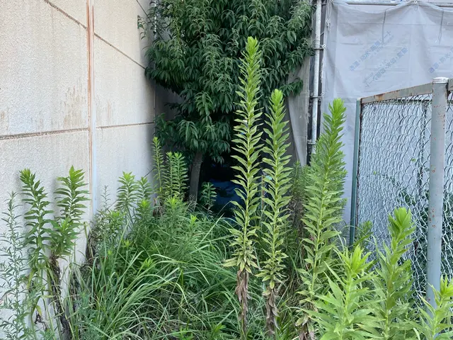 10年以上の実績　草との上手なお付き合いをお伝えしますサービスの画像