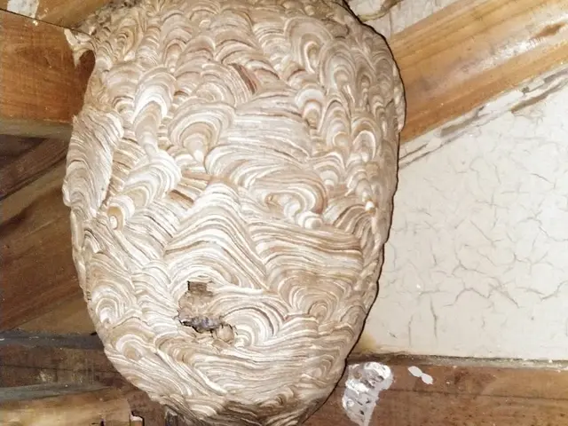 被害が出る前にお任せください！緊急対応！安心価格！地元のお店が安心！サービスの画像