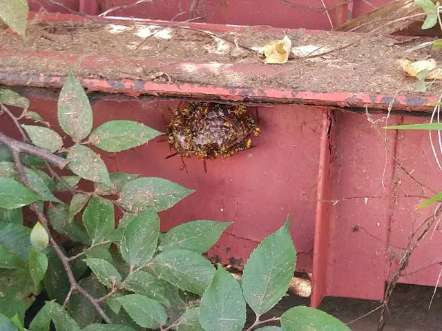 被害が出る前にお任せください！緊急対応！安心価格！地元のお店が安心！サービスの画像