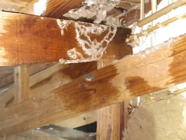 被害が出る前にお任せください！緊急対応！安心価格！地元のお店が安心！サービスの画像