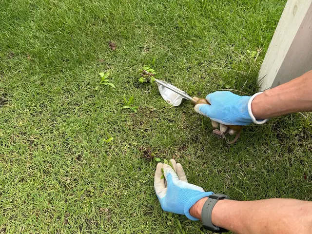 草刈取り手作業で行いますサービスの画像