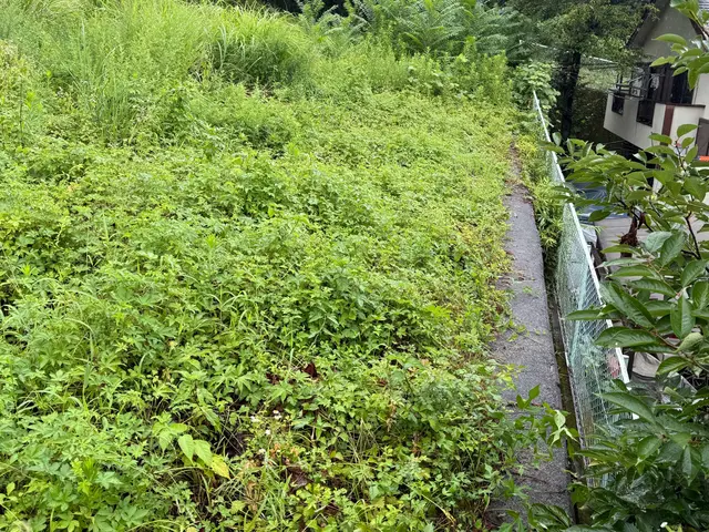 草刈取り手作業で行いますサービスの画像