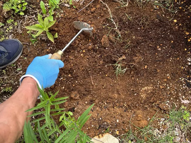 草刈取り手作業で行いますサービスの画像