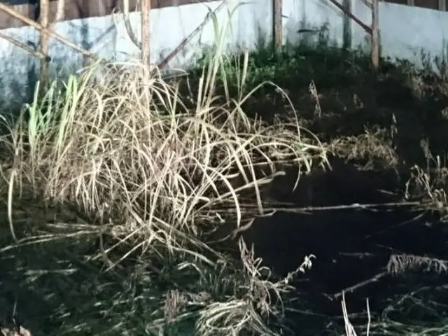 空地などの草刈り委託お引き受けいたします！　お気軽にご相談下さいませ！サービスの画像