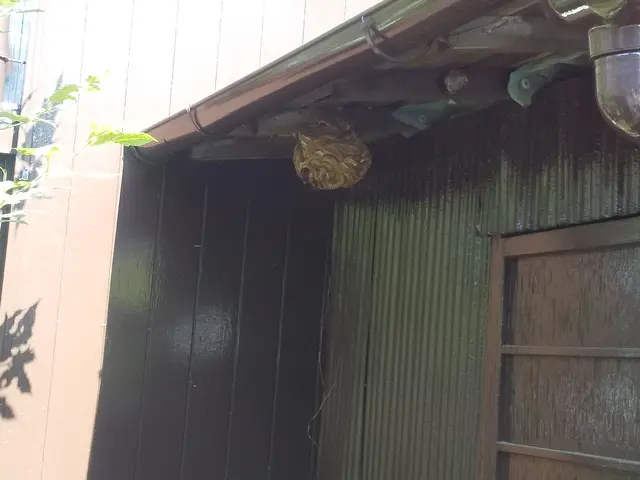 ＜ハチ全般駆除、予防＞ご希望の日時に合わせますのでお気軽にご相談ください！サービスの画像