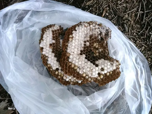 ＜ハチ全般駆除、予防＞ご希望の日時に合わせますのでお気軽にご相談ください！サービスの画像