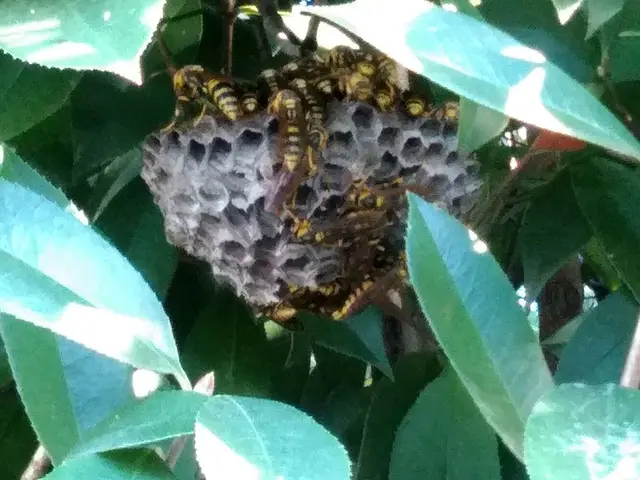 ＜ハチ全般駆除、予防＞ご希望の日時に合わせますのでお気軽にご相談ください！サービスの画像