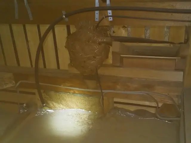 ＜ハチ全般駆除、予防＞ご希望の日時に合わせますのでお気軽にご相談ください！サービスの画像