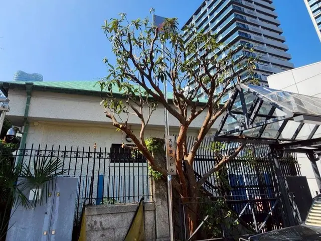 ◤すっきり剪定◢◎越境・採光の悩みを解消◎丁寧ヒアリングで仕上げる庭木ケアサービスの画像