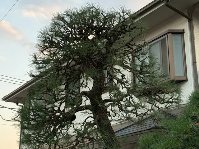 ◤すっきり剪定◢◎越境・採光の悩みを解消◎丁寧ヒアリングで仕上げる庭木ケアサービスの画像