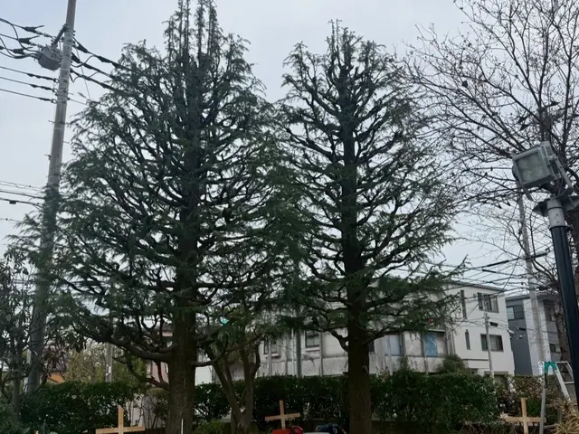 ◤すっきり剪定◢◎越境・採光の悩みを解消◎丁寧ヒアリングで仕上げる庭木ケアサービスの画像