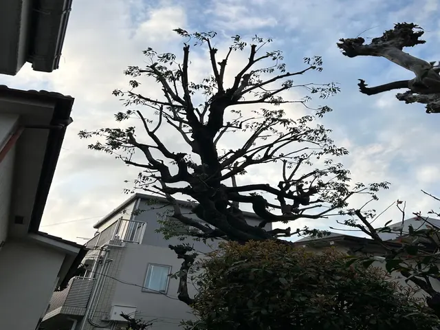◤すっきり剪定◢◎越境・採光の悩みを解消◎丁寧ヒアリングで仕上げる庭木ケアサービスの画像