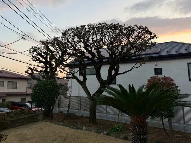 ◤すっきり剪定◢◎越境・採光の悩みを解消◎丁寧ヒアリングで仕上げる庭木ケアサービスの画像