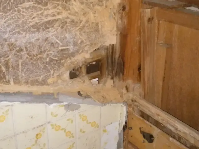 白蟻防除消毒【年中無休】土日祝もご予約大歓迎！業歴20年の経験と実績！サービスの画像