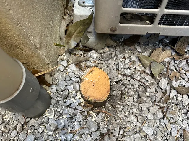 作業前に御神酒でお清め、木に対して敬意を持って作業させていただきますサービスの画像