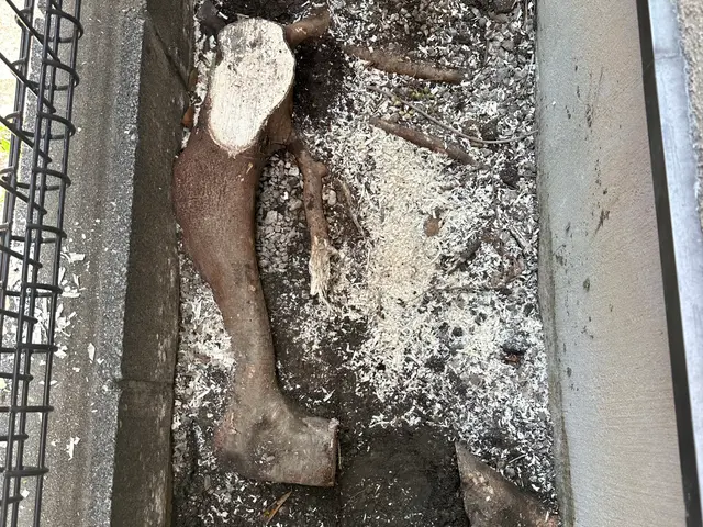 作業前に御神酒でお清め、木に対して敬意を持って作業させていただきますサービスの画像