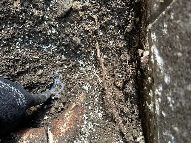 作業前に御神酒でお清め、木に対して敬意を持って作業させていただきますサービスの画像