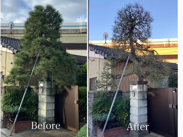 年末までまだ間に合う！元大手造園職人が庭木を丁寧に剪定・伐採し、美しく整えます。サービスの画像