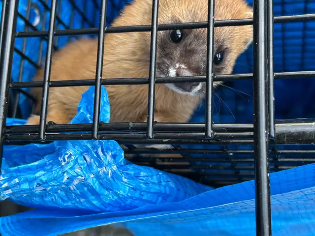 害獣駆除ハクビシン・アライグマ・イタチ　【対応地域外も相談OK】全面施工で再発0サービスの画像