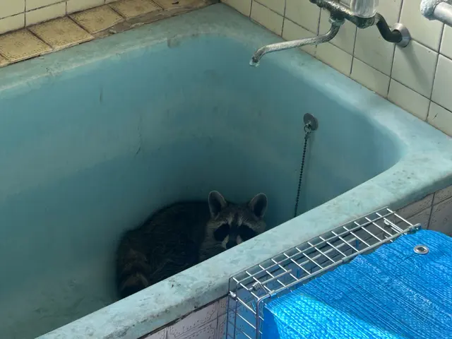 害獣駆除ハクビシン・アライグマ・イタチ　【対応地域外も相談OK】全面施工で再発0サービスの画像