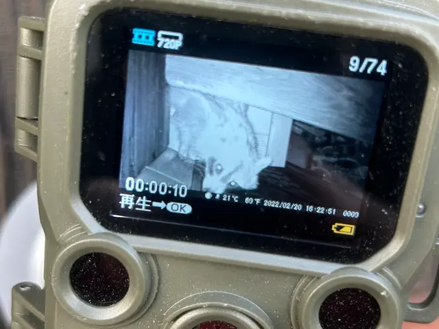 害獣駆除ハクビシン・アライグマ・イタチ　【対応地域外も相談OK】全面施工で再発0サービスの画像